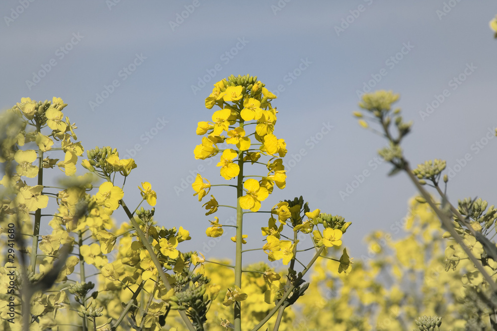 rapsblumen rapsblumen