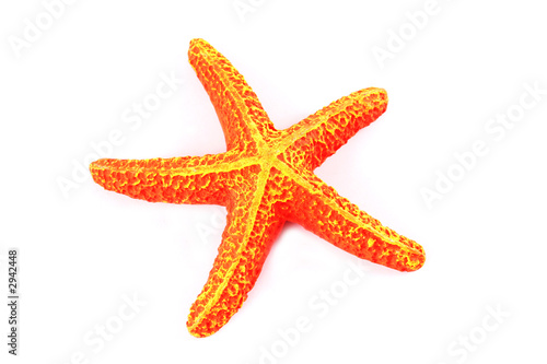 orange starfish