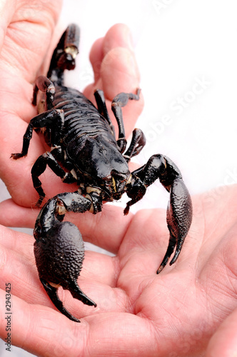 black scorpion