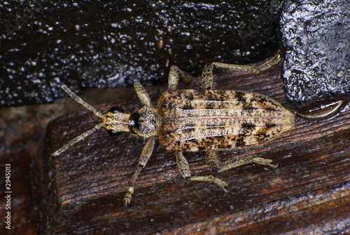 Fotografie bockkäfer ( rhagium inquisitor )