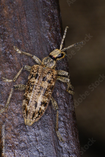 фотографія bockkäfer ( rhagium inquisitor )