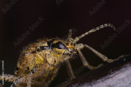 bockkäfer ( rhagium inquisitor )