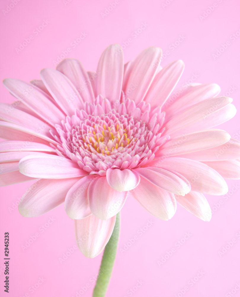 flower flower