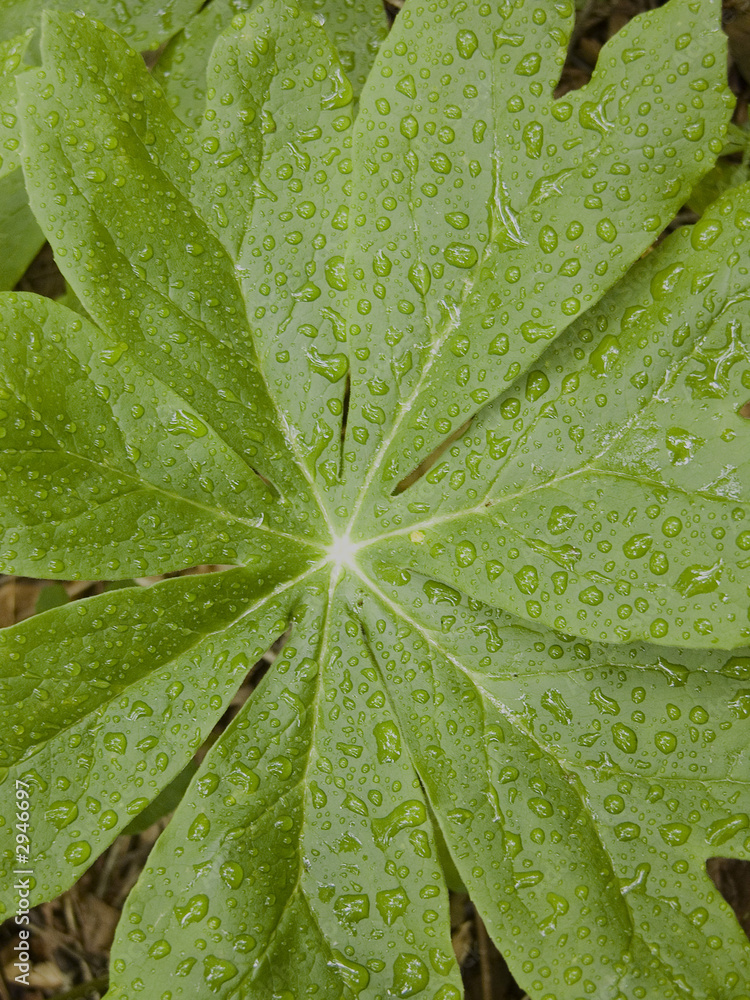 Obraz premium after the rain