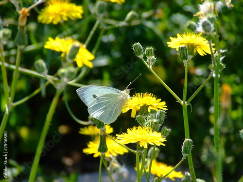 farfalla 2 butterfly