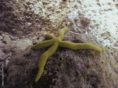 yellow star linckia guildingi photo