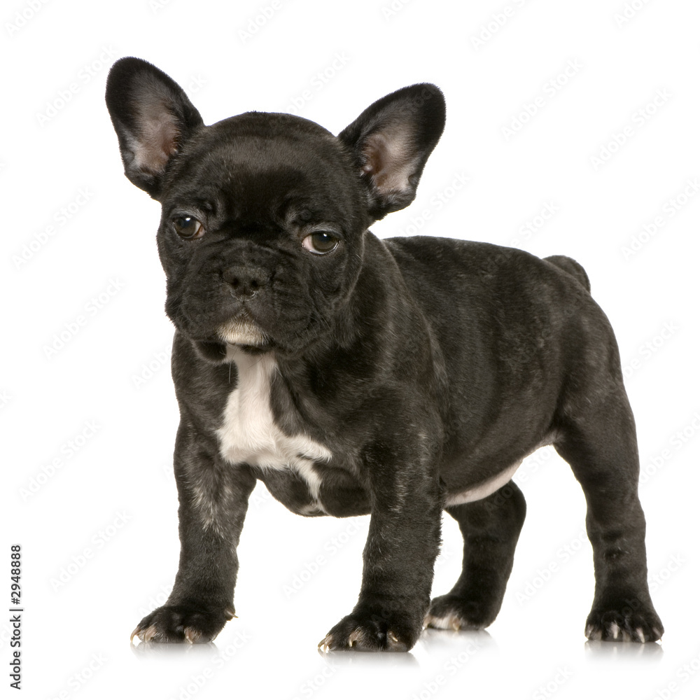 chiot bulldog français chiot bulldog français