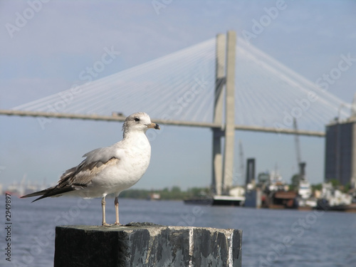 seagull & bridge 2