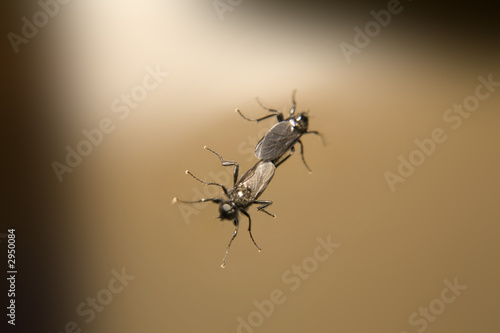 Fliege bei der Paarung Nahaufnahme © www.freund-foto.de