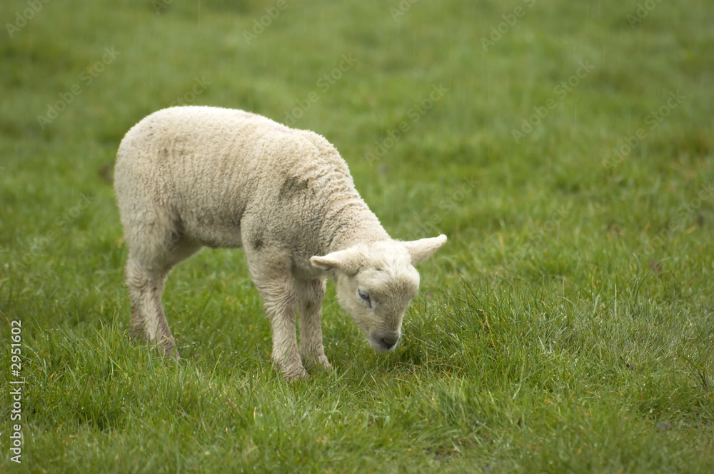 Obraz premium lamb