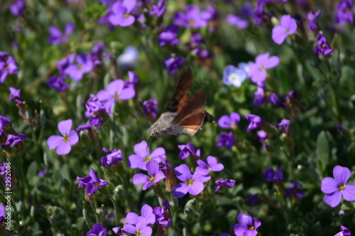 papillon colibri