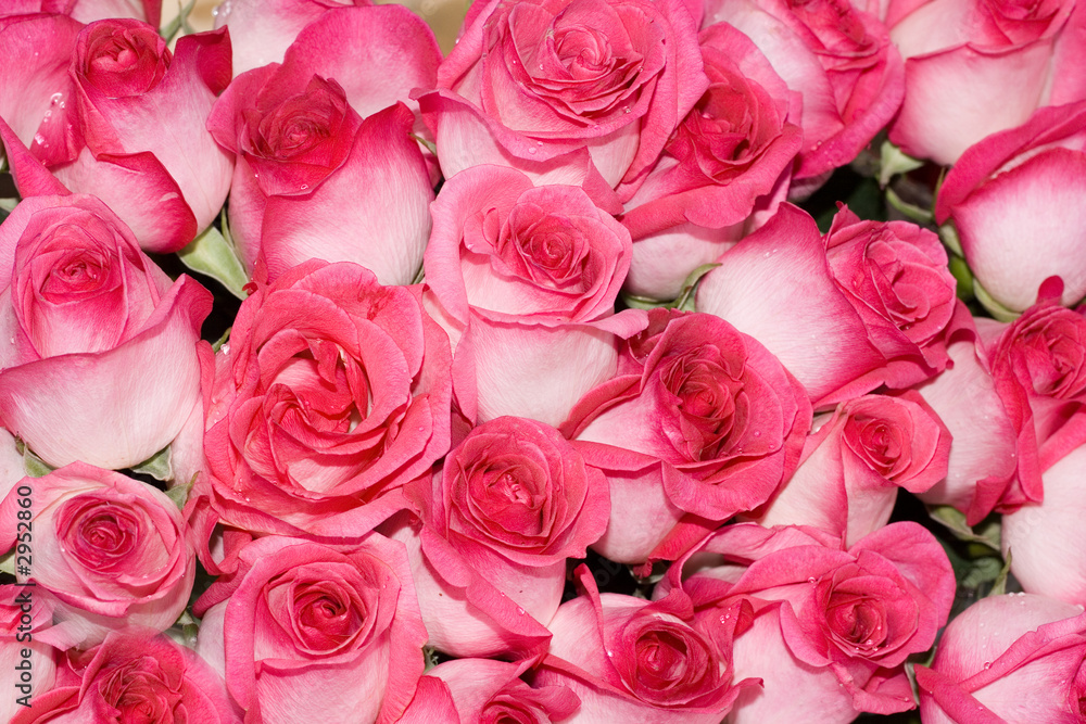 pink roses of a bride on a wedding, background pink roses of a bride on a wedding, background