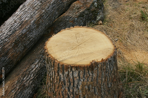 sawmill