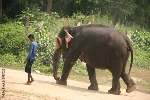 elephant in chitwan park