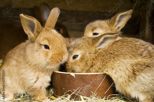 small rabbits - feeding time