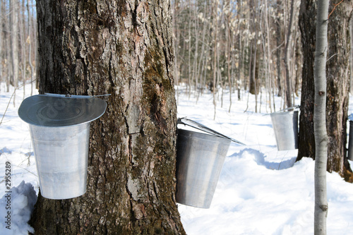 spring – maple syrup season