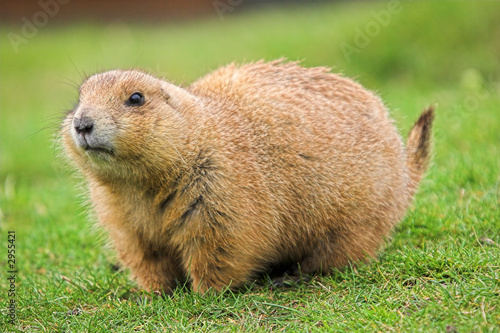 Obraz na płótnie black tailed prairie marmot