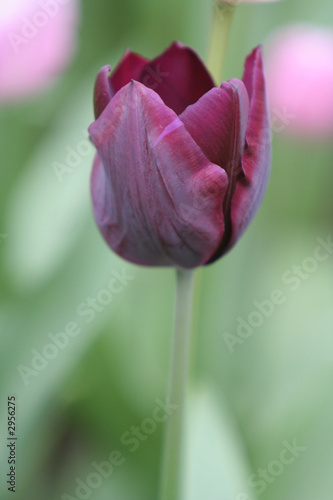 violette tulpe