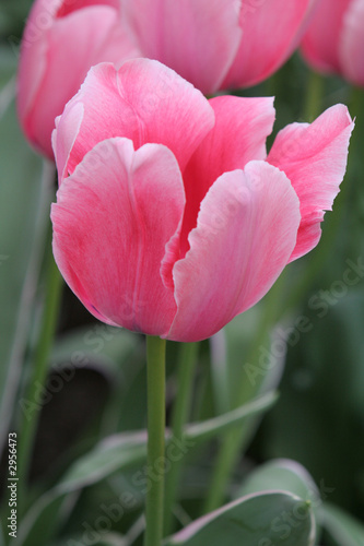 makro rosa tulpe