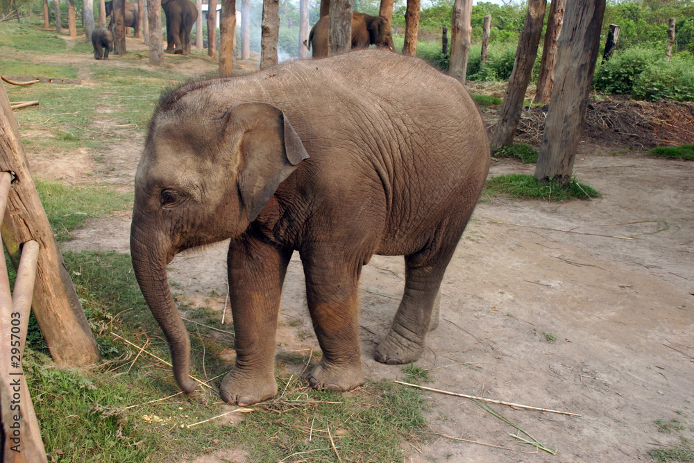 elephant in chitwan park