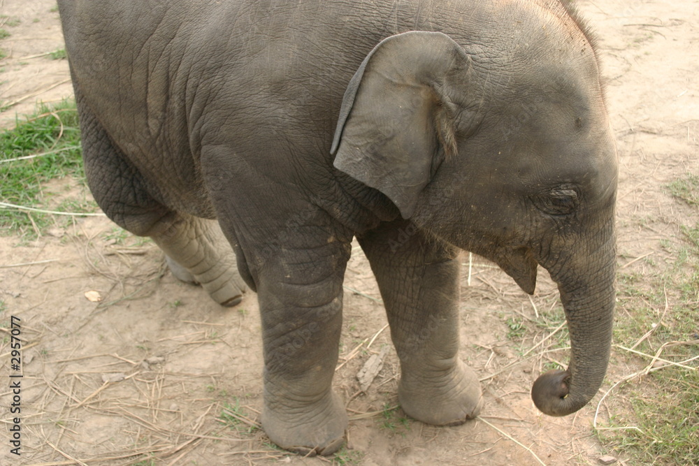 chitwan park elephant