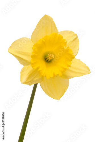 daffodil over white