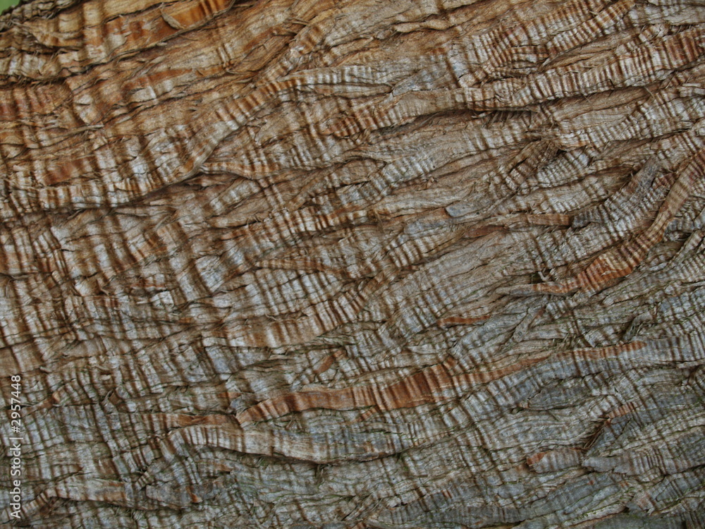 Fototapeta premium rindenstruktur
