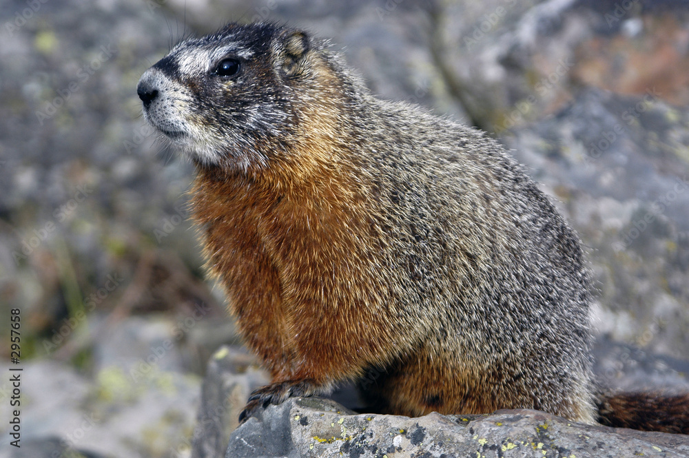 posing marmot posing marmot