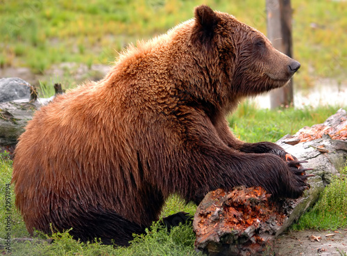 grizzly bear in alaska photo