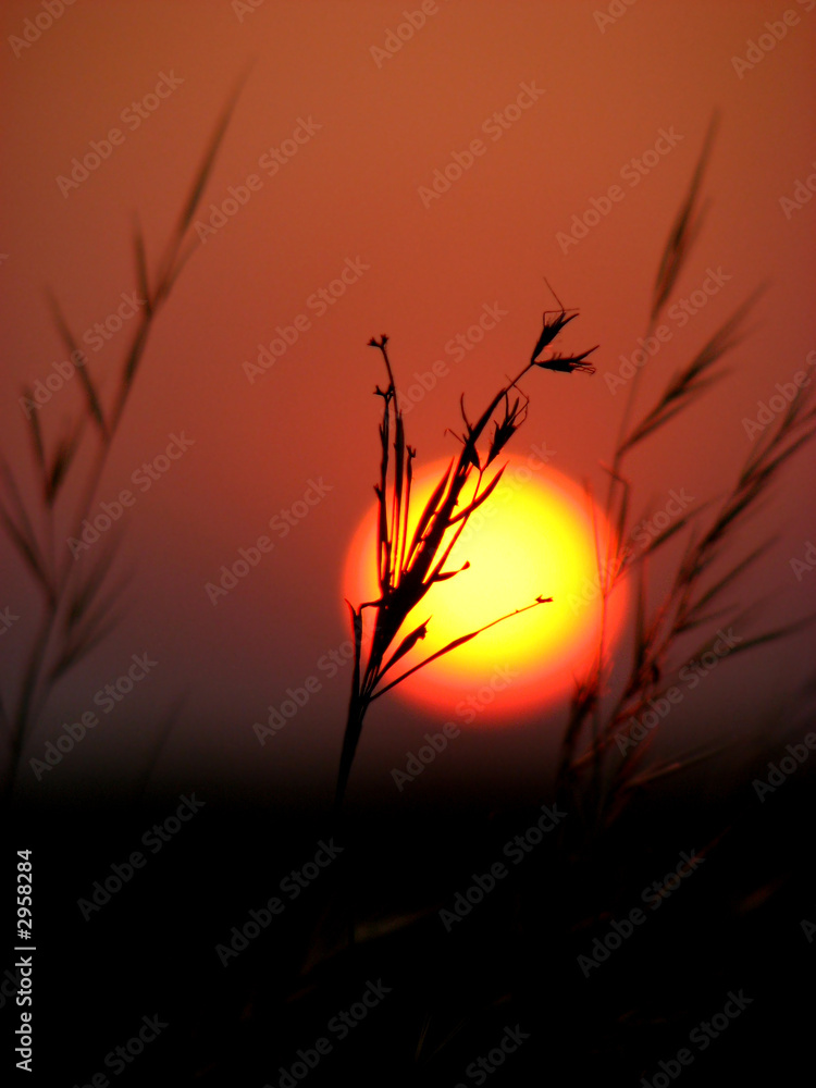 Obraz premium the grass sun