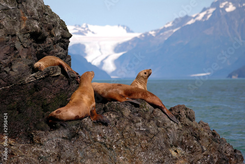 stellar sea lions in alaska