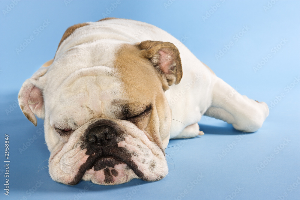 Fototapeta premium english bulldog sleeping.