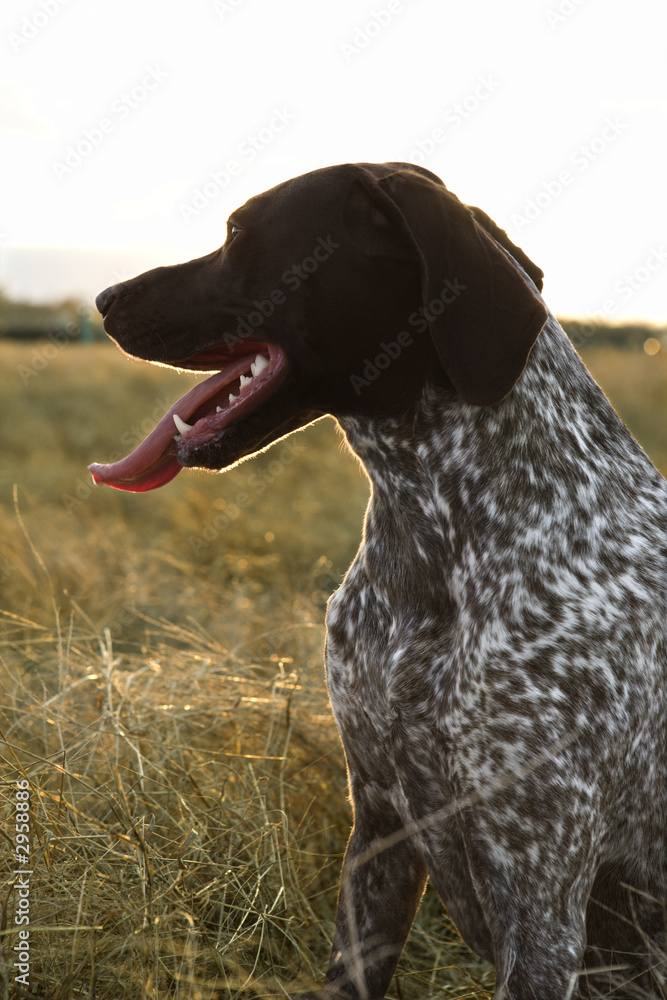 german shorthaired pointer panting.