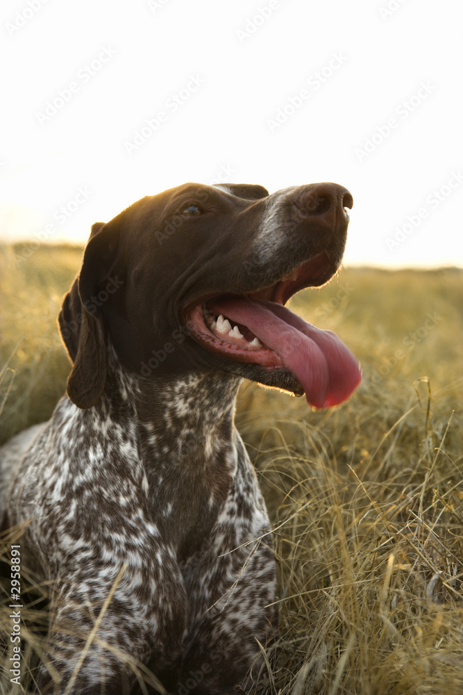 german shorthaired pointer panting.