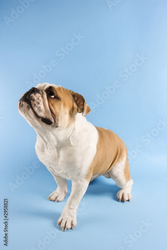 english bulldog looking off to side.