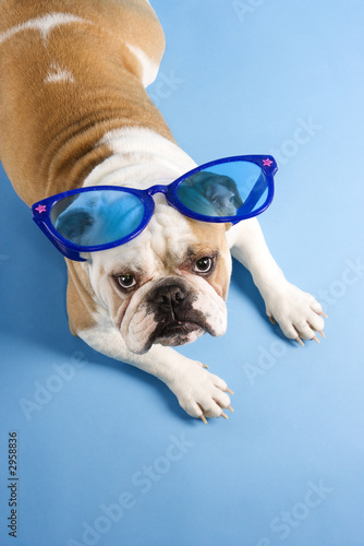 Fototapeta Naklejka Na Ścianę i Meble -  english bulldog wearing oversized blue sunglasses.