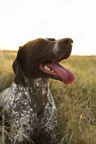 german shorthaired pointer panting.