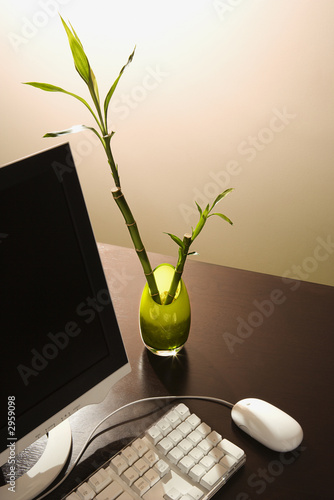 computer and lucky bamboo on desk.