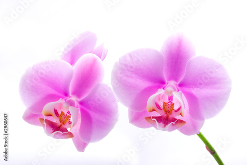 orchid flowers on white