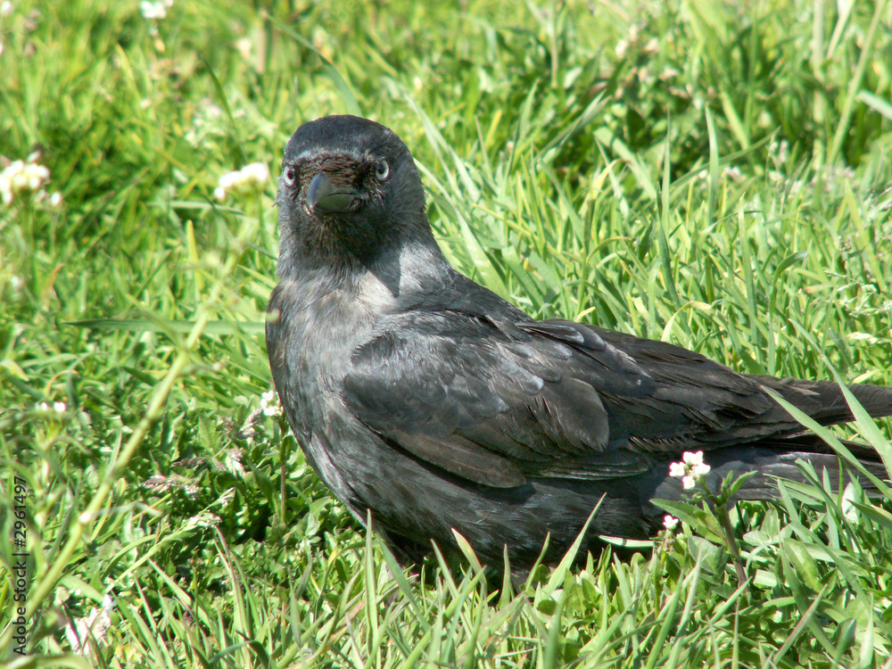 Obraz premium jackdaw