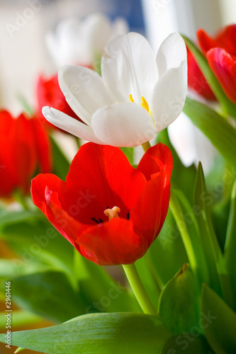 tuelpe ao_070311_6200.cr2.jpg