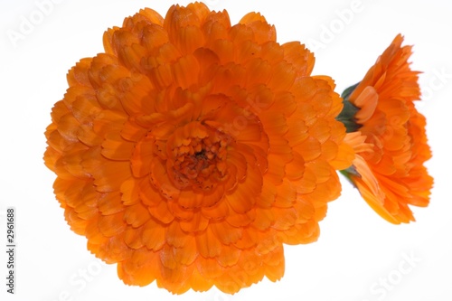 tagetes