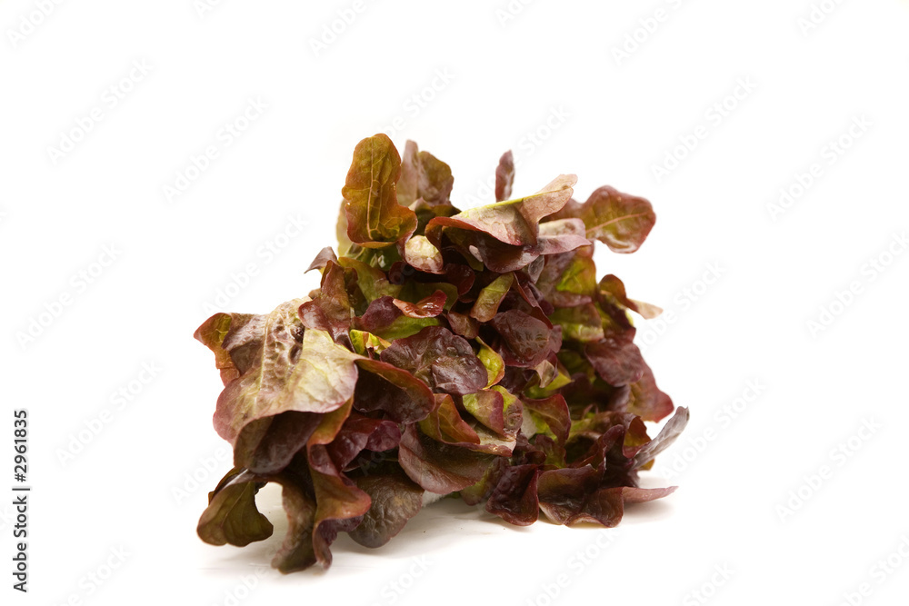 lettuce lettuce