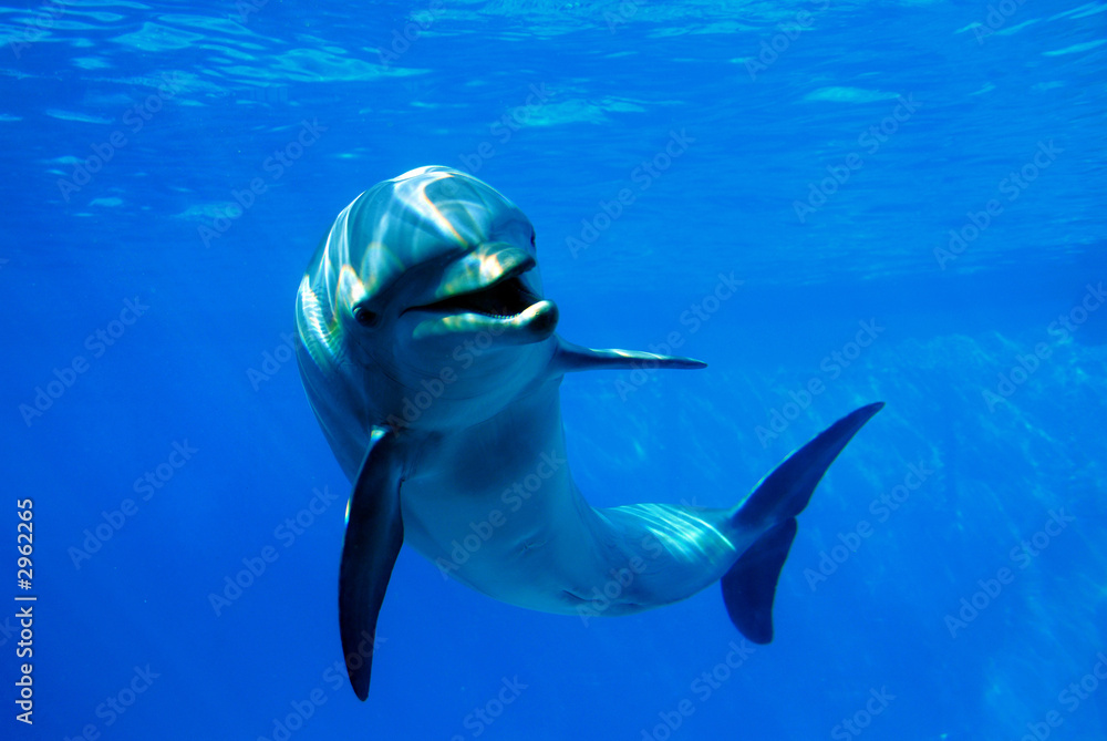 Fototapeta premium delfín