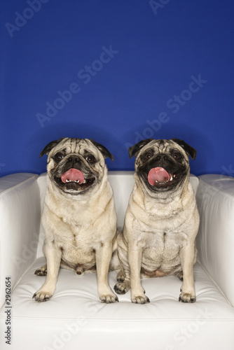 Photography Two Pug dogs sitting in chair.