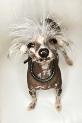 Chinese Crested dog portrait.
