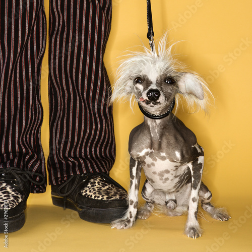 Chinese Crested dog on leash with man. photo