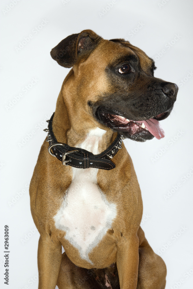 Boxer dog portrait.