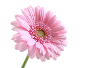 Handdoek met foto Gerbera Roze gerbera in zachte focus  © matka_Wariatka