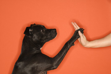 dog giving high five.